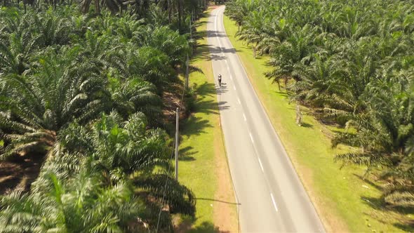 Two cyclists moving along the oil palm plantation