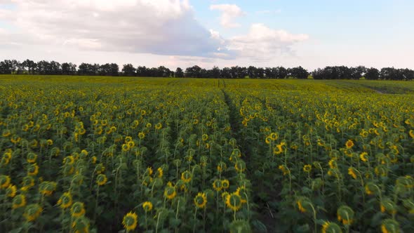 Flight Over a Field with Sunflowers Against a Background of Thunderclouds alt