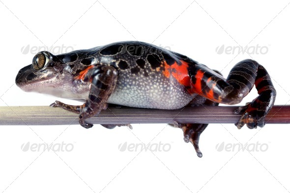 Tanzanian Tiger Leg Frog - Stock Photo - Images