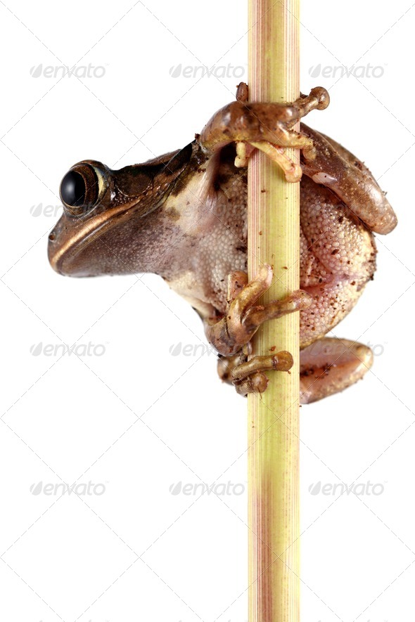Peacock Tree Frog - Stock Photo - Images