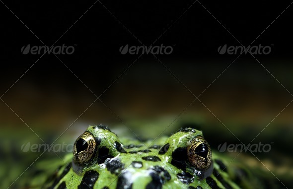 Peeking Frog - Stock Photo - Images