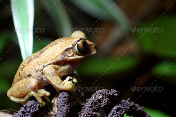 Big Eyed Tree Frog - Stock Photo - Images