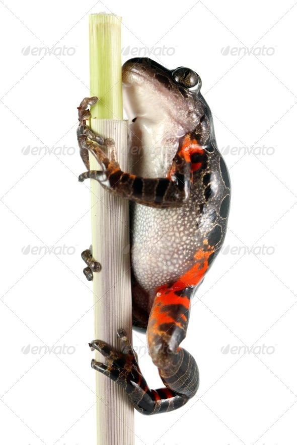 Tanzanian Tiger Leg Frog - Stock Photo - Images
