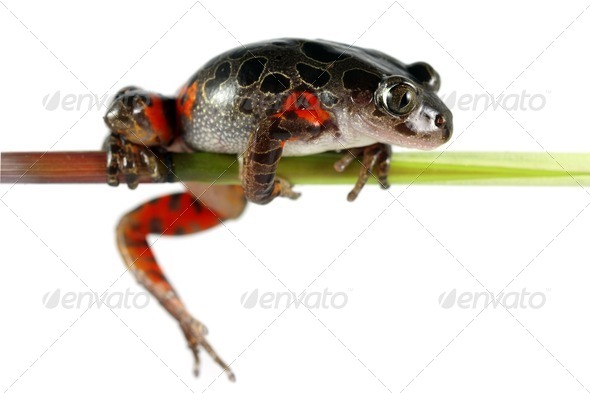 Tanzanian Tiger Leg Tree Frog - Stock Photo - Images