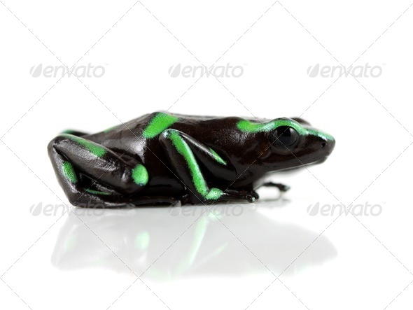 Green and Black Poison Dart Frog - Stock Photo - Images