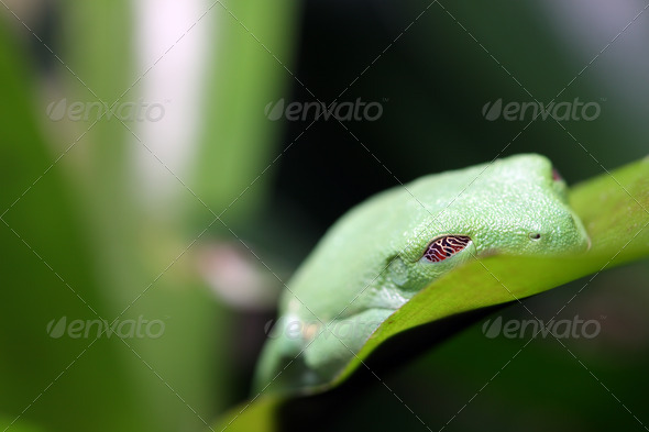 Sleeping Frog - Stock Photo - Images