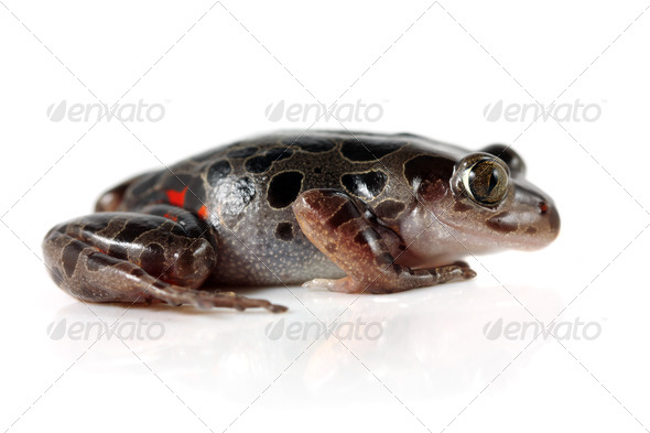 Tanzanian Tiger Leg Frog - Stock Photo - Images