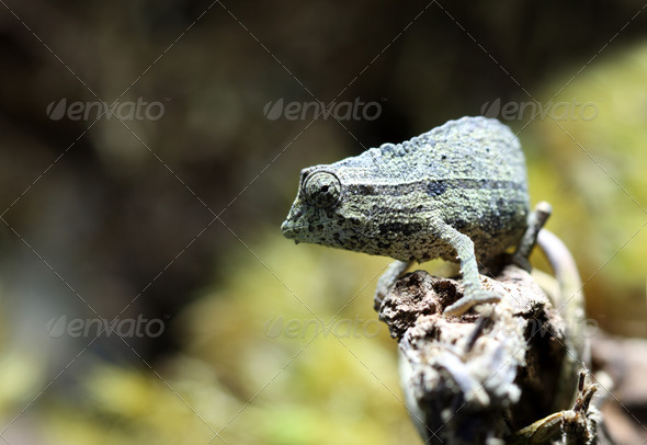 Pygmy Leaf Chameleon - Stock Photo - Images