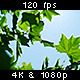 Sun &amp; Sky Shining Through Leaves 2/2 - VideoHive Item for Sale