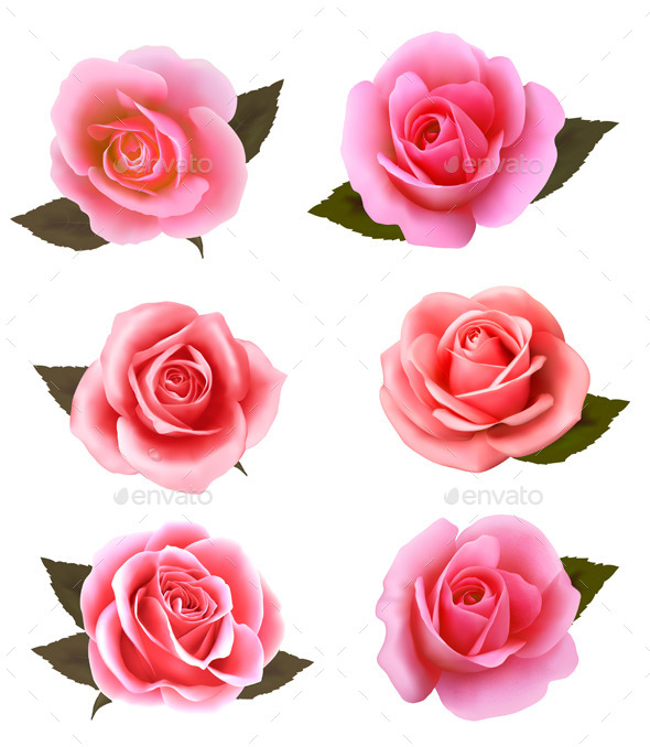 Set of Pink Roses - Flowers & Plants Nature