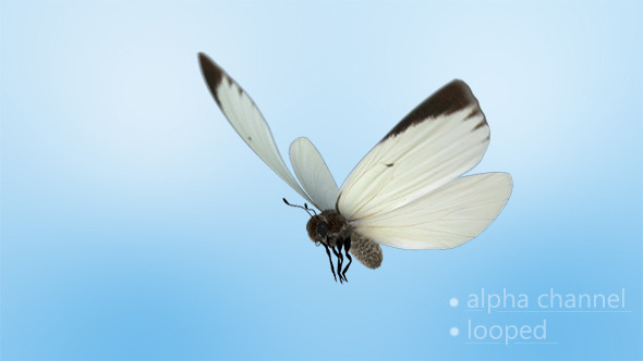 White Butterfly Flight