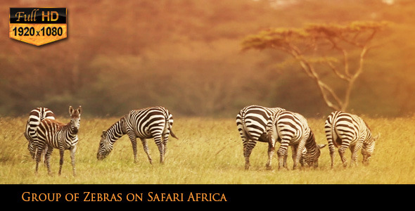 Group of Zebras on Safari Africa