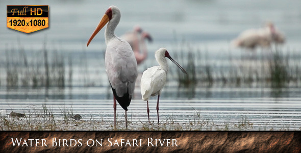 Water Birds on Safari River