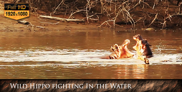 Wild Hippo Fighting In the Water