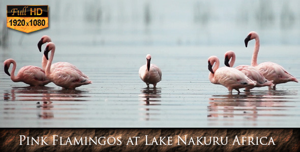 Pink Flamingos at Lake Nakuru Africa