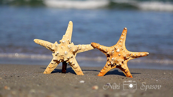 Two Starfish on the Beach