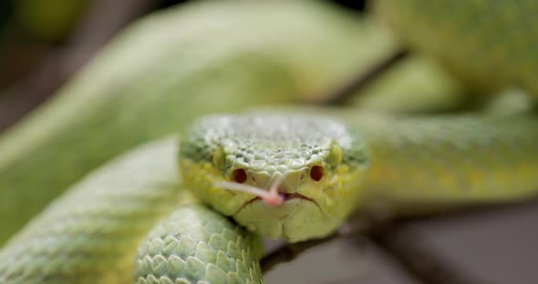 Bamboo Pit Viper Sampling Air Particles With Forked Tongue - close up alt