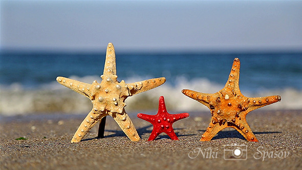 Family Starfish