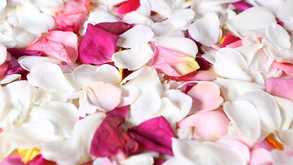 Carpet of Rose Petals