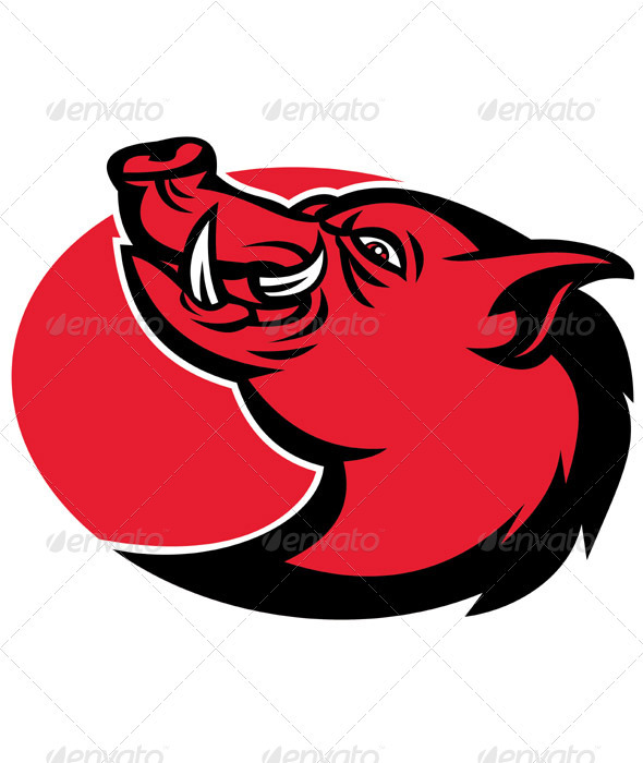 Angry Razorback Wild Pig Head