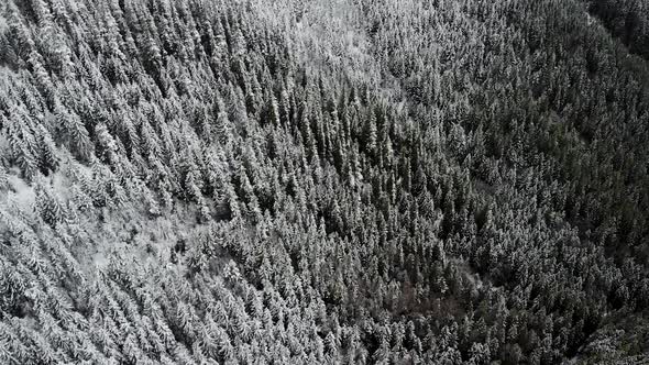Drone Panning High Around Winter Forest