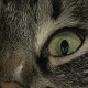 Cat Eyes - VideoHive Item for Sale