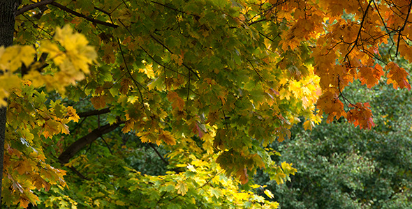Autumn Maple Trees