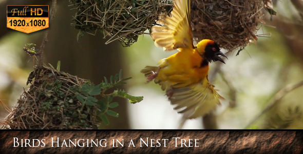 Birds Hanging in a Nest Tree 01