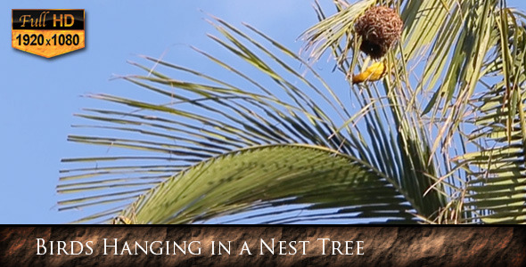 Birds Hanging in a Nest Tree 02