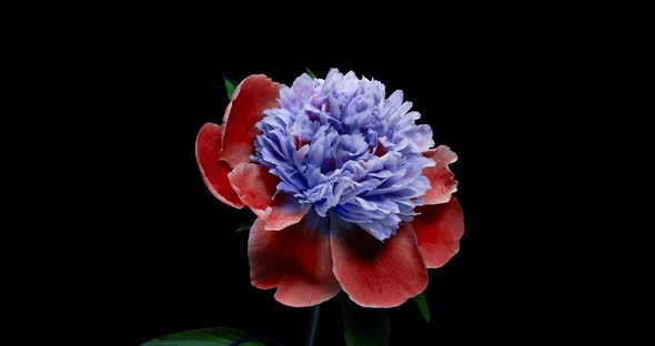 Beautiful Blue Peony Background. Blooming Peony Flower Open, Time Lapse  UHD Video Timelapse alt