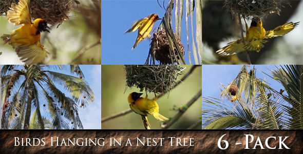 Birds Hanging in a Nest Tree 6 Pack