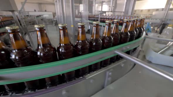 Corked Beer Bottles Are Moving on Conveyor Belt in Brewing Factory