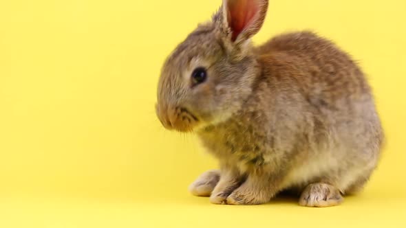 Little Brown Fluffy Cute Rabbit Washes on a Pastel Yellow Background Closeup alt