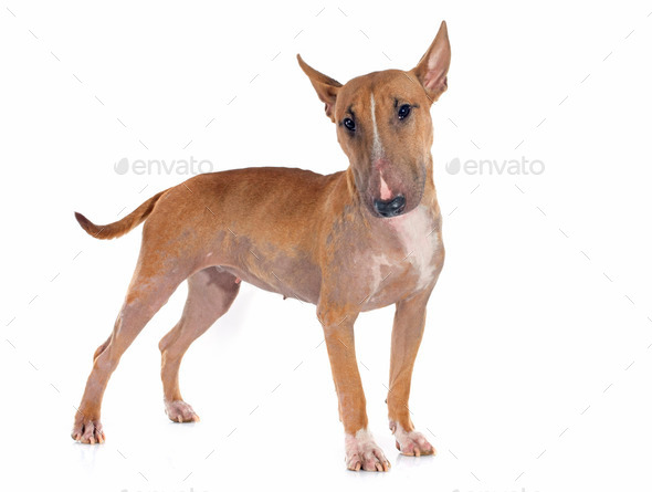 bull terrier - Stock Photo - Images