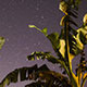 Stars &amp; banana trees Sunrise (Africa) - VideoHive Item for Sale