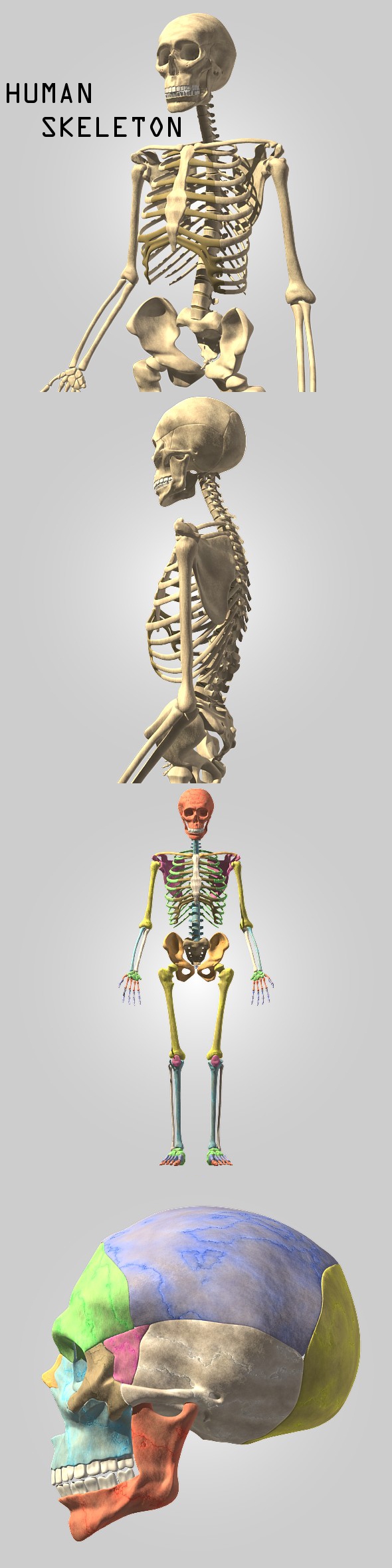 Human skeleton - 3Docean 116616