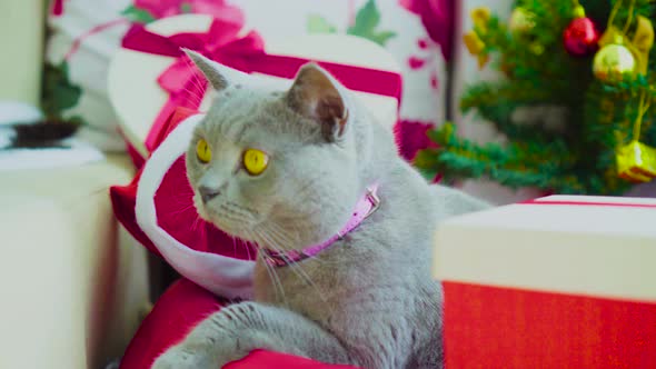 Scottish Fold Cat Breed Frowning and Looking Annoyed at Home with Christmas Tree Decoration alt