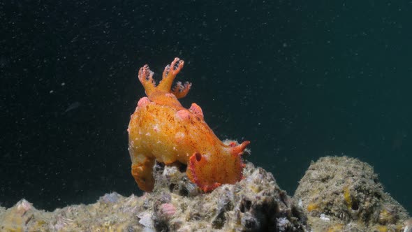 A bright orange Nudibranch sea creature sits up high on the ocean substrate while fishe about alt