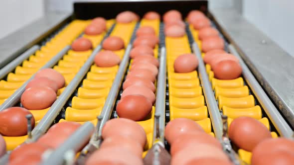 Fresh Raw Chicken Eggs Conveyor Belt Being Moved To Packing House alt