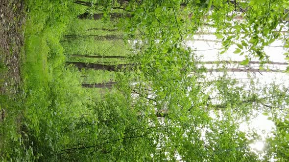 Vertical Video of a Beautiful Green Pine Forest on a Summer Day Slow Motion alt