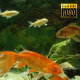Tropical Fish In Aquarium 4 - VideoHive Item for Sale