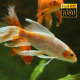 Tropical Fish In Aquarium 5 - VideoHive Item for Sale