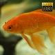 Tropical Fish In Aquarium 6 - VideoHive Item for Sale