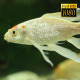 Tropical Fish In Aquarium 7 - VideoHive Item for Sale