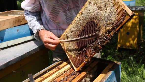 Beekeeper Working on Beehive with Honeycombs