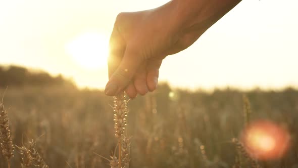 Woman's Fingers Touching Wheat Grain Ear