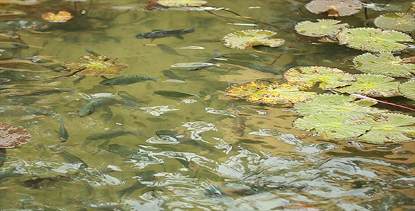 Fish in the Pond 06