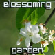 Blossoming Garden Blossoming Garden - VideoHive Item for Sale