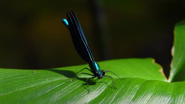Macro video of a very beautiful damselfly male spreading his wings on a swaying calla plant and flie alt