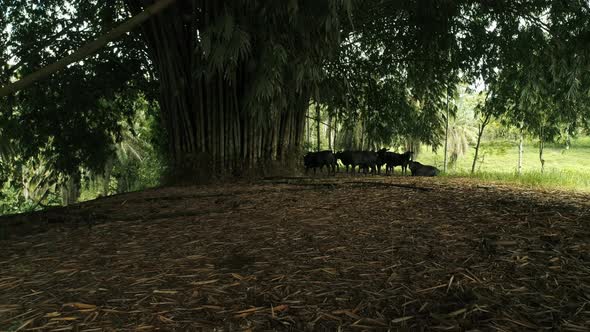 Black Bulls under a beautiful bamboo tree protecting themselves from the Ecuadorian sun alt